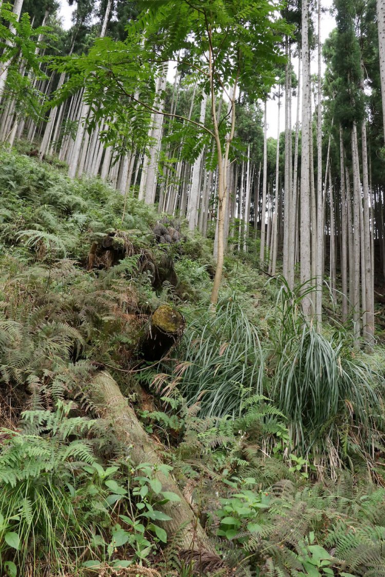 右上の方に見える横線が尾根。最初の関門があそこだ。