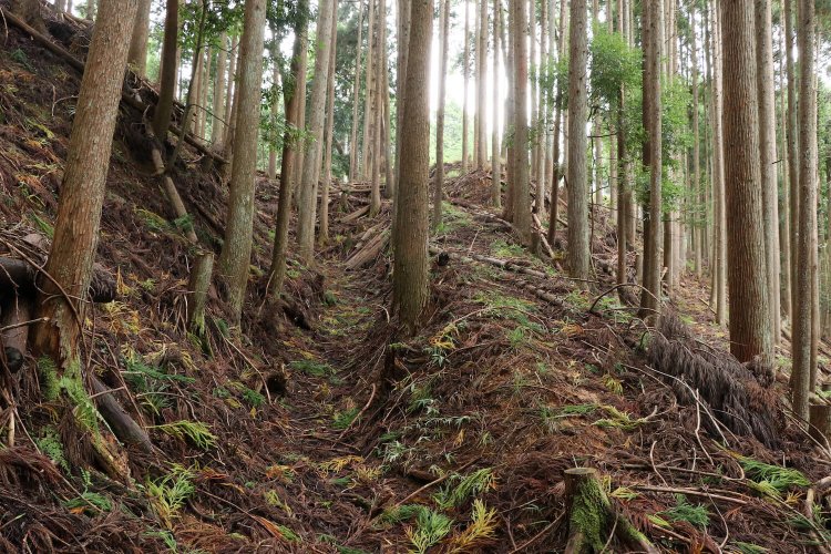 尾根に上がる手前の堀底道。