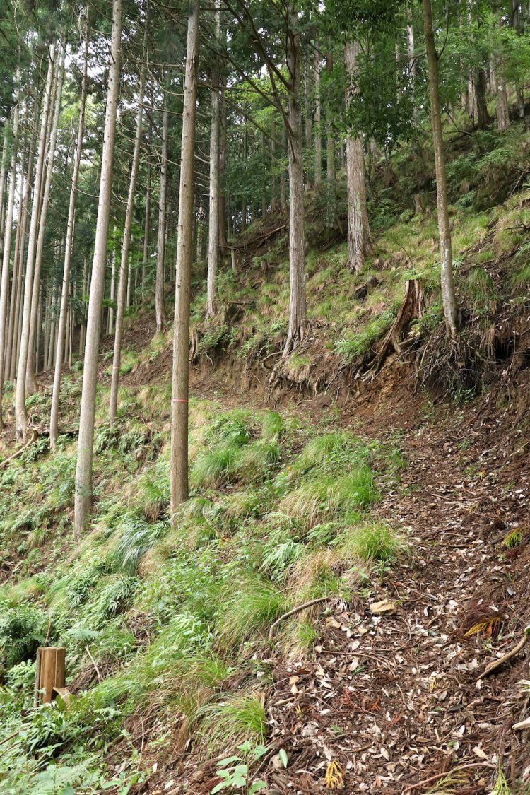 入口である虎口の先。道ははっきりしているが細い。
