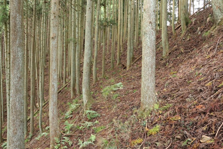 「獣の眼」で目を凝らせば、かすかな道が見えてくる。