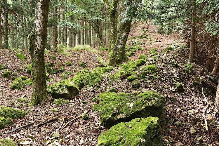 苔むした巨石が点在する。妙になまめかしい。