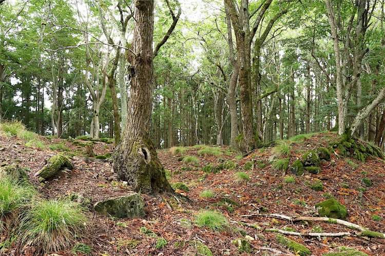 本丸中央部。手前の開口部は左右が微妙にズレている。