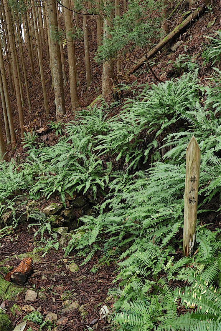シダに囲まれた中に「井戸跡」の標示が立っていた。