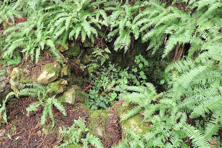 石組内側の湿った地面には雑草が繁茂している。