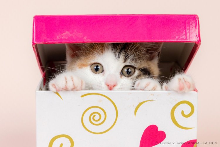 猫じゃらしで、もっとかわいく猫写真 ～マネするだけ！ エキスパート直伝 ペット撮影のコツ③～