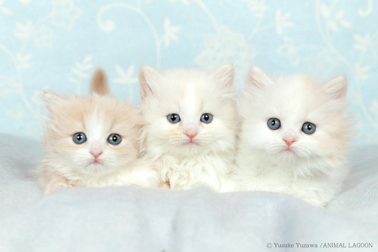 猫　ねこじゃらし2