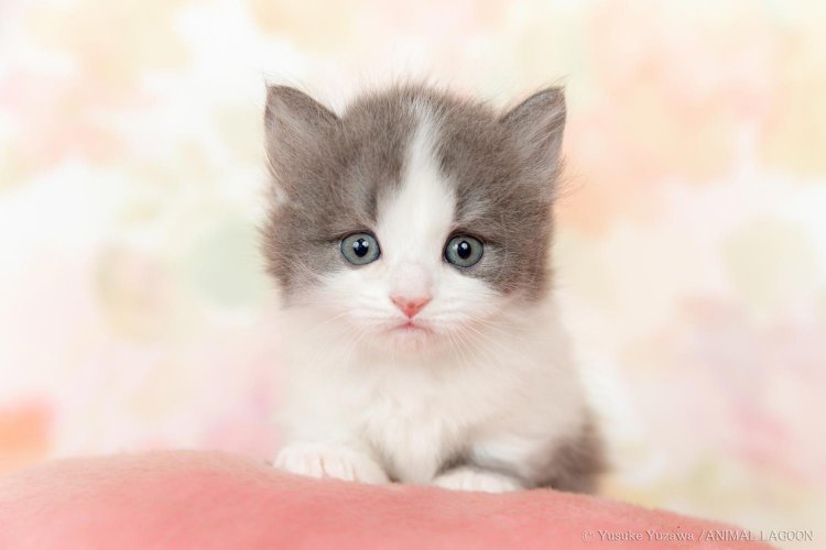 きれいなカメラ目線が撮れました。