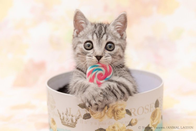 猫　ねこじゃらし4