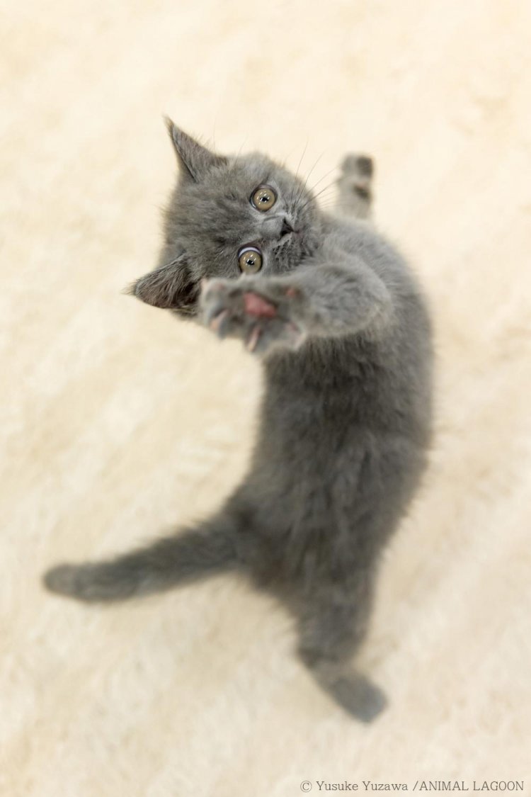 タイミングが合わないとおもちゃが写った失敗写真に。瞬発力が必要です。