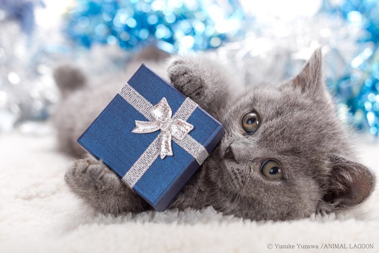 猫　ねこじゃらし6