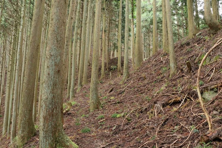 写真の中央、土の盛り上がりが切れたところが平虎口。