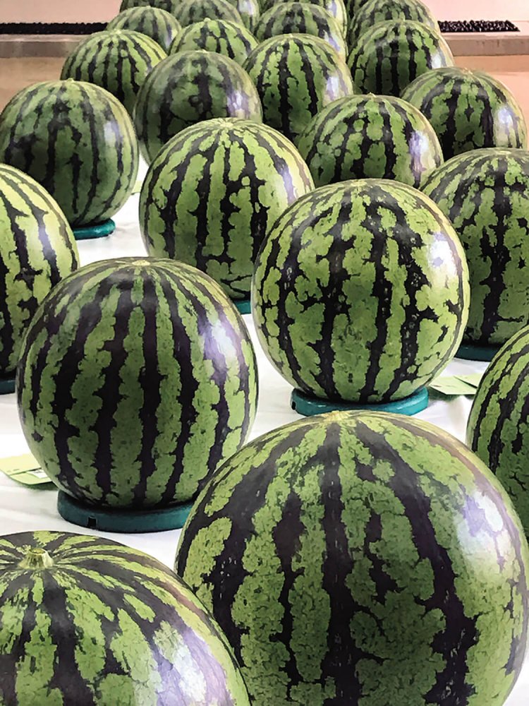 「すいか共進会」の品評会に並ぶ選りすぐりのスイカ。