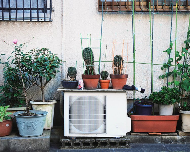 路上園芸鑑賞家・村田あやこさん撮影。