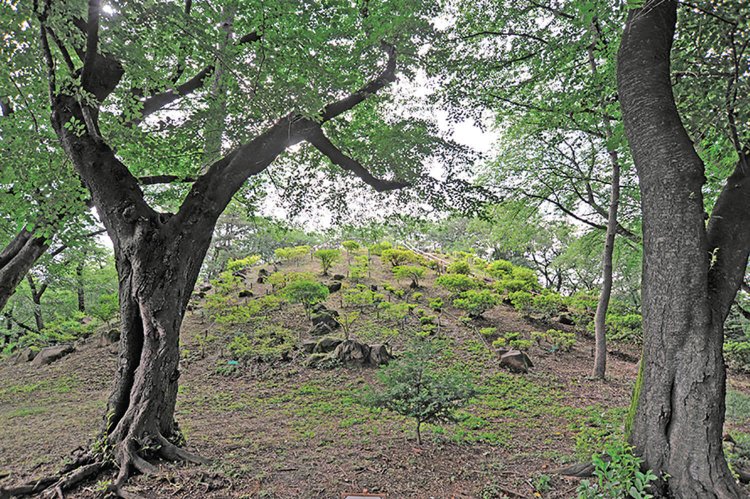 戸山公園_箱根山