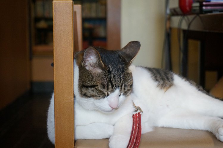 たねちゃんもお店で待ってます！