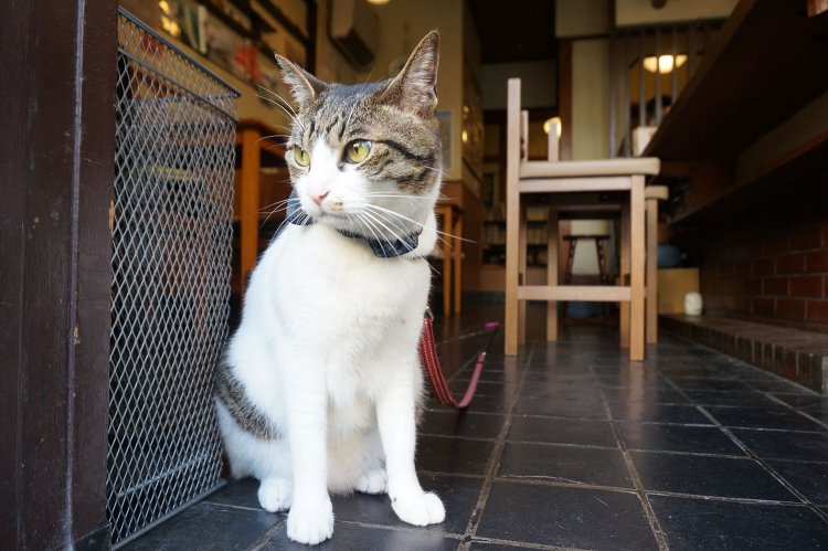 看板猫のたねちゃん（2才♂）。人懐っこくて、おもちゃで遊ぶのも大好き。