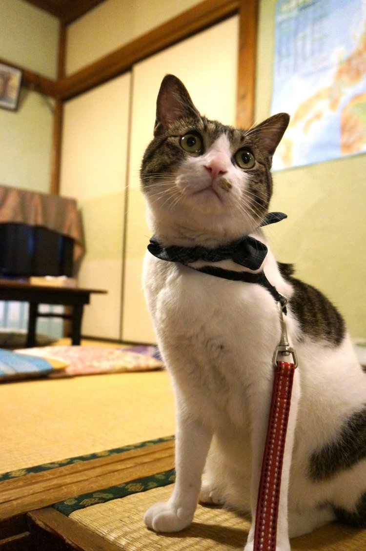 当初はお店で里親を募るつもりだったが、「情が移っちゃったのと、お客さんからも気に入られて『どこにもやらないで！』と言われるようになった」ことから、お店の看板猫に。