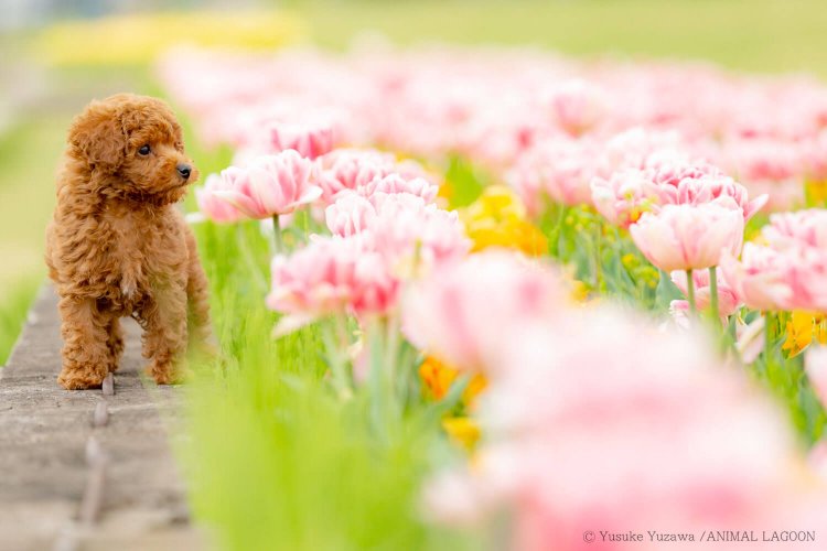 エキスパート直伝 ペット撮影1002