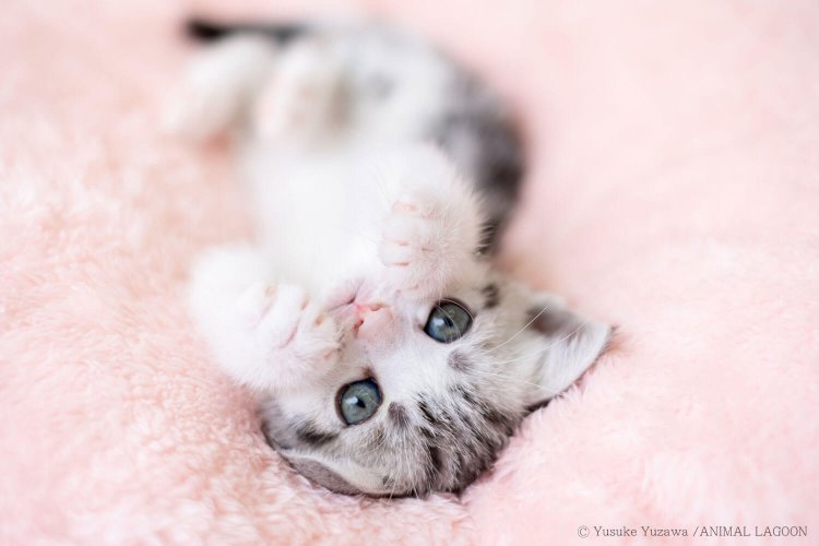 エキスパート直伝 ペット撮影4348