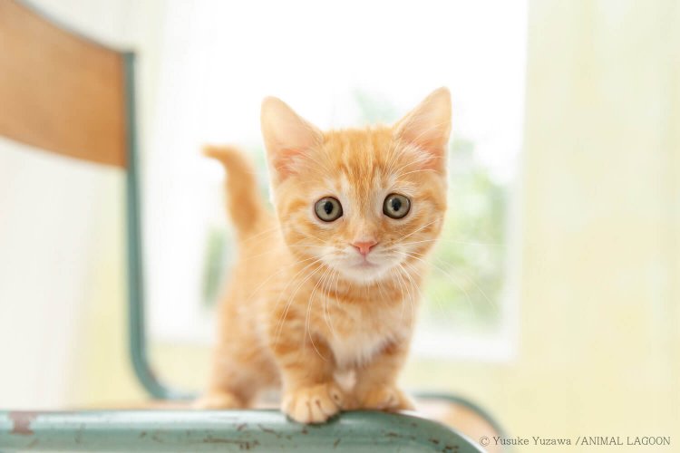 開放値に設定することで、ふんわりとボケました。ピントは必ず目に合わせましょう。