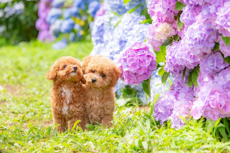 撮影のコツは3つ！ ふんわりぼかした写真を撮ろう ～マネするだけ！ エキスパート直伝 ペット撮影のコツ④～