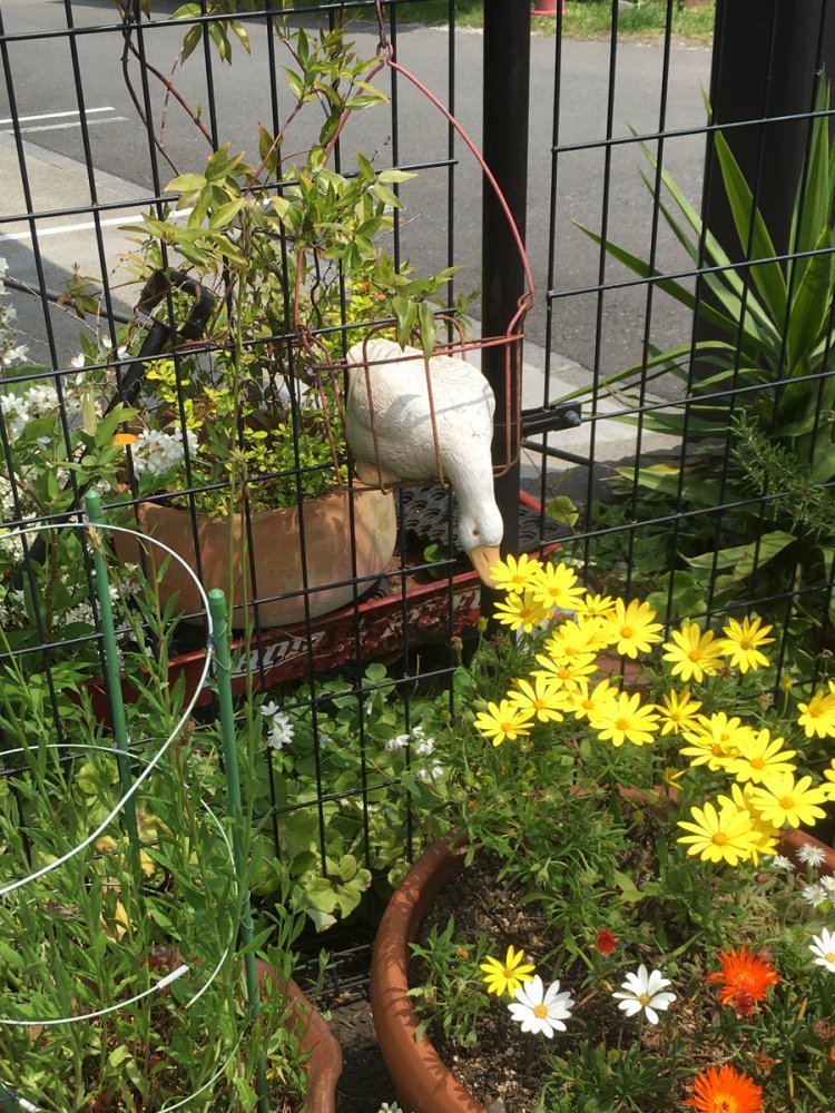 アヒル（2020年・若葉台）