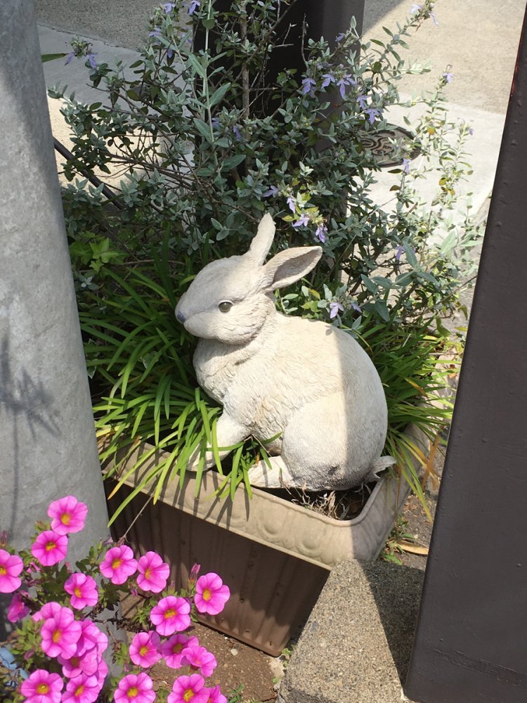 うさぎ（2020年・若葉台）