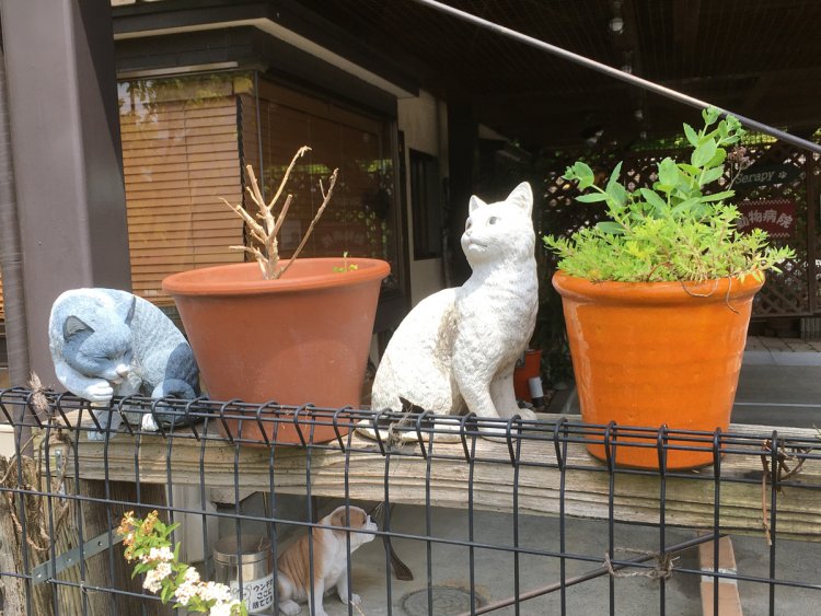 猫（2020年・若葉台）