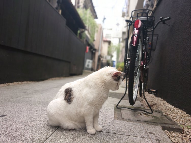 路地（selendiptyさん）