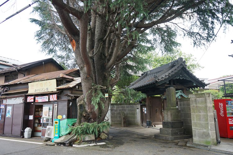 ヒマラヤ杉と『みかどパン』。