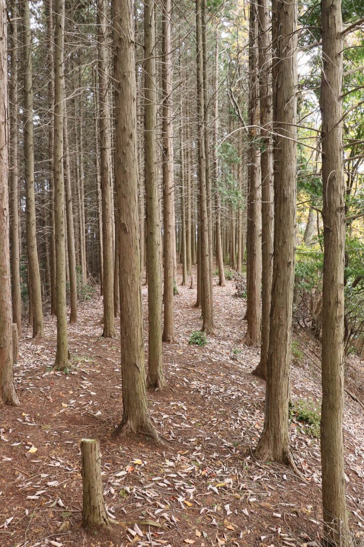 雌嶽は幅は狭いがきれいに整地された平坦地になっている。