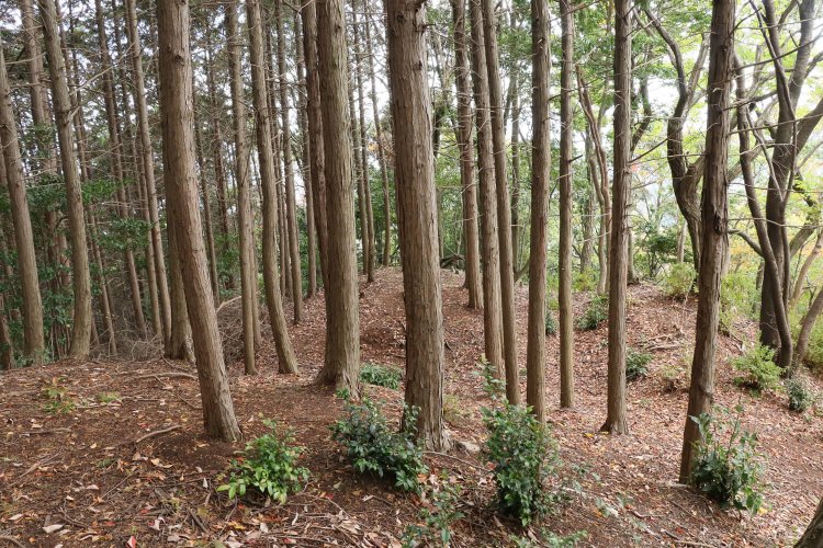 雌嶽先端部の空堀と土塁。その先は細尾根が一気に急降下。