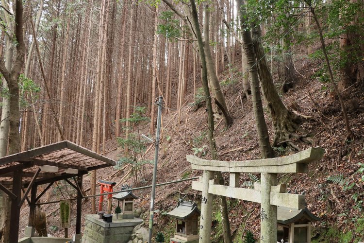 雌嶽東側の斜面。自然地形がここまで険しいと、あまり城として手を加える必要がなかったのかも。