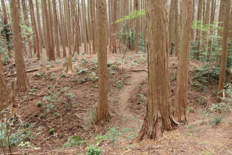 続いて二重堀切。アップダウンの連続に足を取られそうになる。