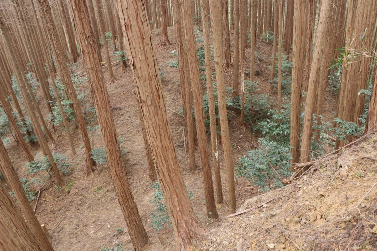 堀切の底までの高低差は2～3mはある。