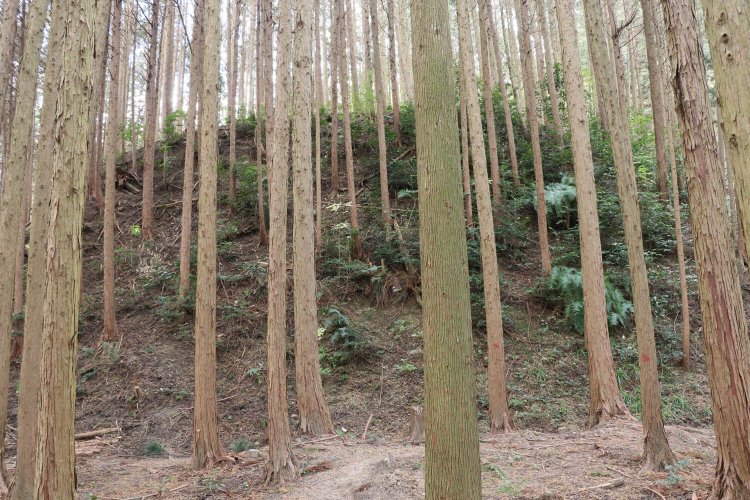 落差4～5m？　こんなに絵に描いたような切岸も珍しい。