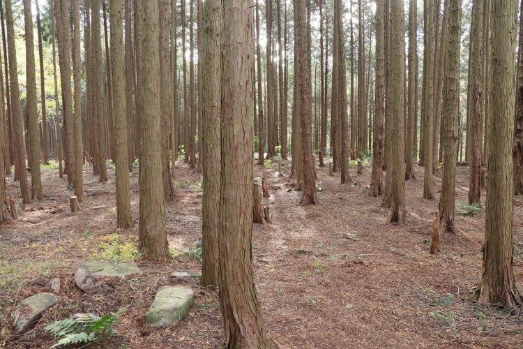 松永屋敷エリアの曲輪。加工されたような岩は礎石の遺構？