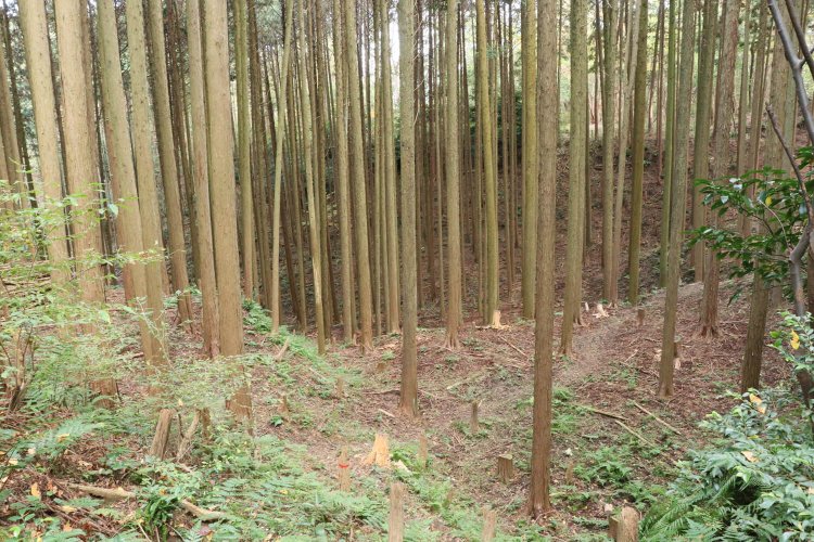 城内に唯一残る虎口。「く」の字の折れがくっきり。