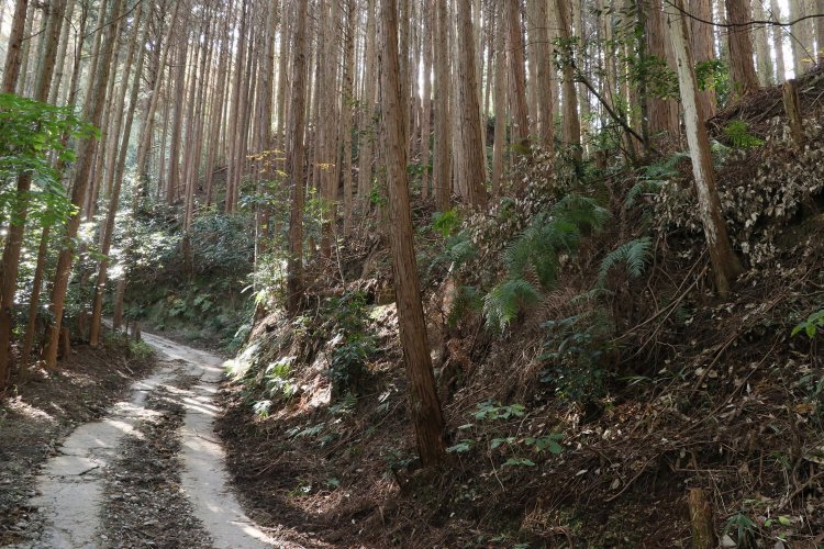 覆いかぶさるような段曲輪が続く。