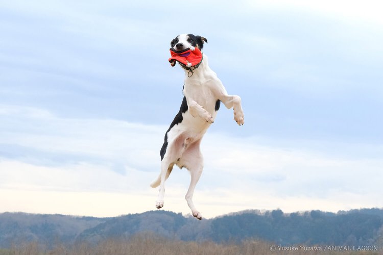 フリスビーを空中でキャッチした瞬間。ジャンプする直前から着地後まで連写した中の一枚。