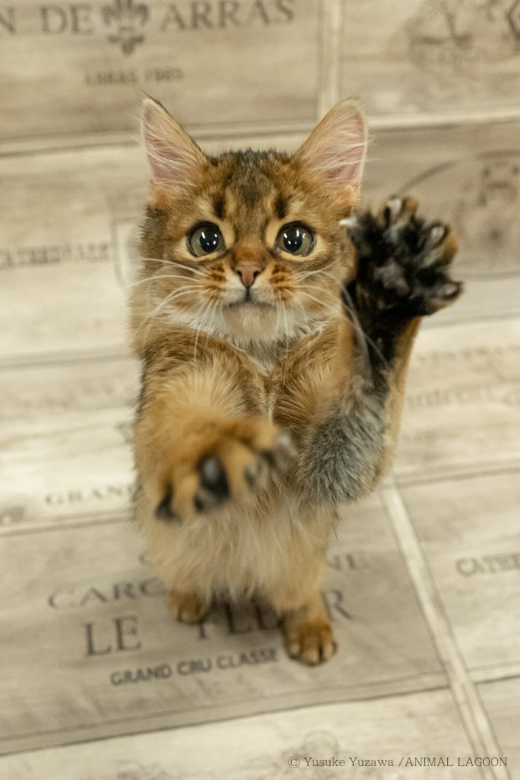 猫じゃらしに戯れる猫ちゃんを撮影。 室内は外に比べて暗いのでISO感度をあげてシャッター速度を速くします。