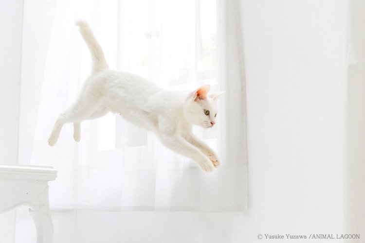 猫ちゃんの動きも。机からジャンプする瞬間を捉えました。被写体の動きを予測する事も重要です。