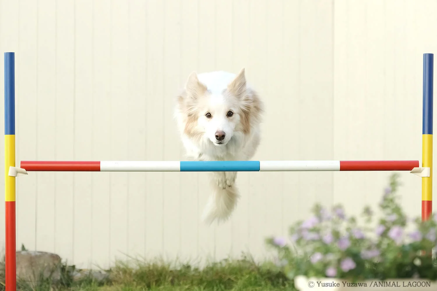 速い動きもブレない 動くペットをきれいに撮ろう マネするだけ エキスパート直伝 ペット撮影のコツ さんたつ By 散歩の達人