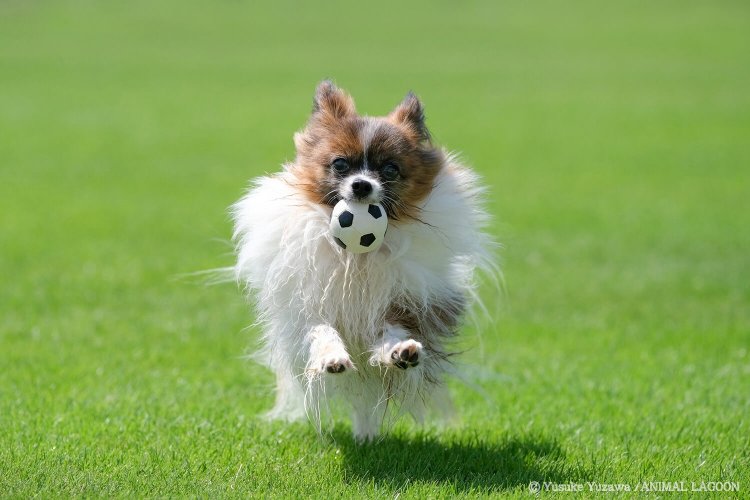 速い動きもブレない！ 動くペットをきれいに撮ろう ～マネするだけ！ エキスパート直伝 ペット撮影のコツ⑤～