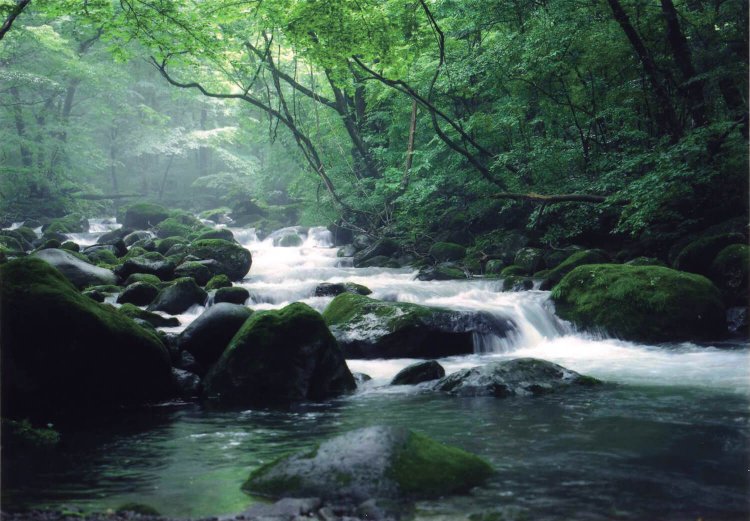原生林に囲まれ幽玄な雰囲気が漂う尚仁沢。（撮影＝福田和由）
