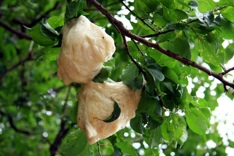 １つのかたまりに300～500個のタマゴを産む。見つけたら大切に。