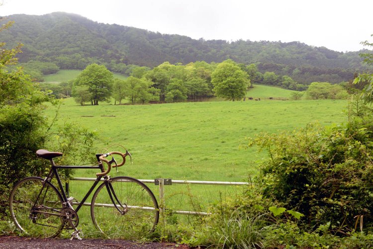 市町境に近い豊月平放牧場。遠くで牛の群れが草をはむ。