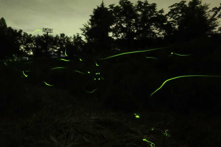 塩谷町総合公園のテニスコート前の沢で50～70匹の乱舞が観られる。