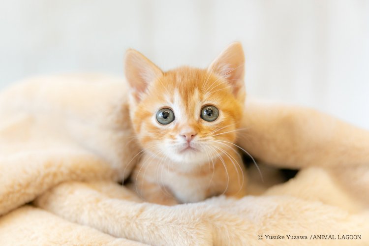 ネックウォーマーの中からひょっこりと顔を出したところを収めた一枚。