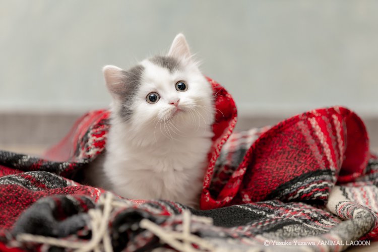 黒目が大きくなる事でキャッチライトも目立ちやすくなります。